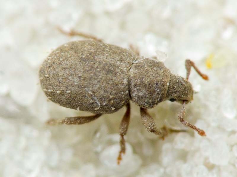 Trachyphloeus spinimanus Germar, 1824